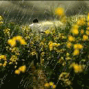 99px.ru аватар дождь на поляне