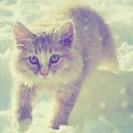 99px.ru аватар котик в снегу