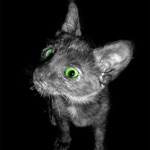 Аватар котик с зелёными глазками