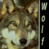Аватар Wolf