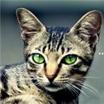 99px.ru аватар Зеленоглазый кот