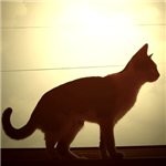 99px.ru аватар кошка на фоне солнца