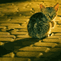 Аватар Котёнок на мостовой