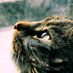 99px.ru аватар Грустный кот