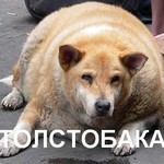 Аватар Толстая собака (Толстобака)