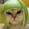 Аватар Кот в фруктовом шлеме