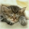 Аватар Спящий котёнок