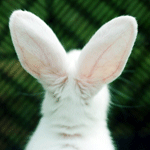 99px.ru аватар Кролик дергает ушками