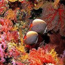 Аватар Рыбки.