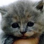 Аватар Котёнок :)