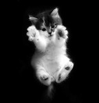 Аватар котенок в прыжке