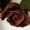 99px.ru аватар Роза цвета 'Шоколад'