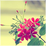 Аватар Flowers bloom