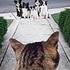 99px.ru аватар Кошка смотрит на собак