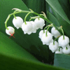 Аватар Flower (spring)