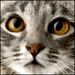 99px.ru аватар Кот с глазами янтарного цвета