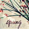 Аватар Voice of spring