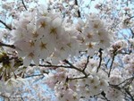 99px.ru аватар Весны цветенье