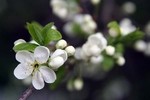 Аватар Весенняя пора, капель стучит по окнам, Не спится до утра и как-то одиноко Но верю час придет и грусть моя растает, И в миг в душе моей весна тогда настанет