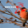 99px.ru аватар весна?
