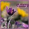 Аватар spring - весна