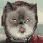 Аватар iron cat