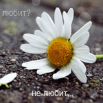 Аватар Любит? Не любит...