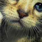 Аватар кошачья мордочка