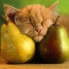 Аватар Кошка спит, просунув голову между двумя грушами