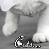 Аватар Cats...