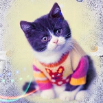 Аватар Котик в свитере