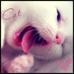 Аватар Cat (зевающий котенок)