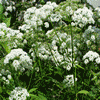 Аватар nature