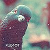 Аватар идиот