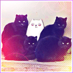 Аватар Чёрные коты и кошечка-белянка