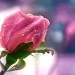 Аватар Pink rose