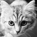 Аватар полосатый котенок