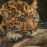 Аватар Леопард