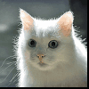Аватар Белый кот