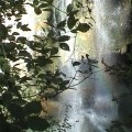 99px.ru аватар Водопад спрятался за деревом