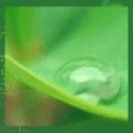 99px.ru аватар капелька на зелёном листе