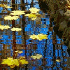 Аватар опавшие листья в пруду