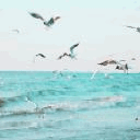 99px.ru аватар чайки над морем