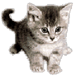 Аватар Игривый котёнок