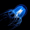 99px.ru аватар медуза