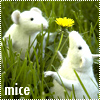 Аватар mice