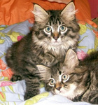 Аватар Кошки
