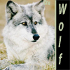 Аватар wolf