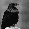 Аватар Гордая птица