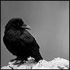 99px.ru аватар Чёрный ворон на камне